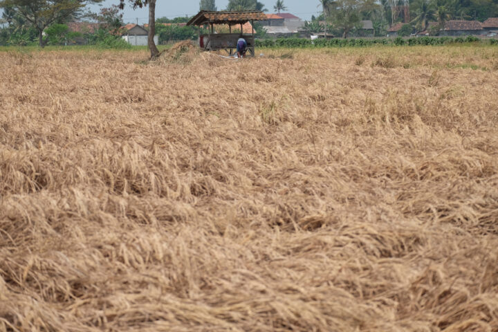 Doni Serang Petani Kasemen Minta Bantuan Pemerintah Karena Padinya Mati 1