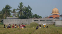 Doni Serang Petani Kasemen Terpaksa Panen Lebih Dini Padinya 1