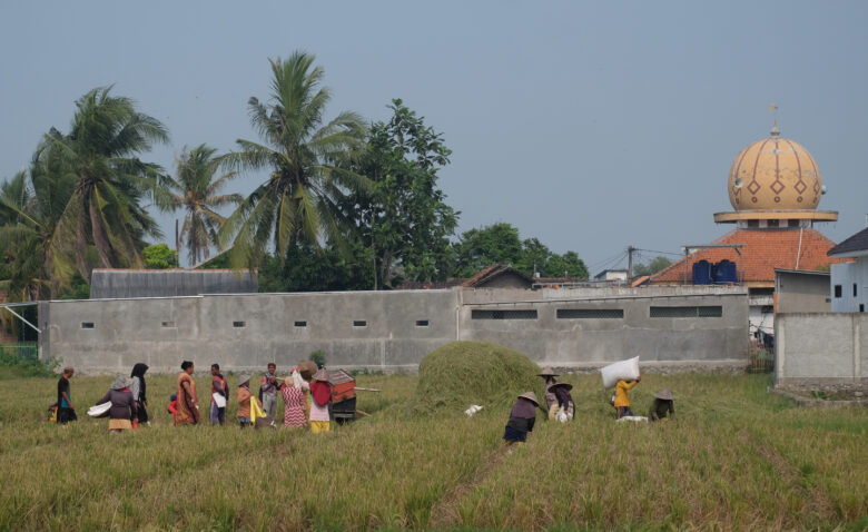 Doni Serang Petani Kasemen Terpaksa Panen Lebih Dini Padinya 1