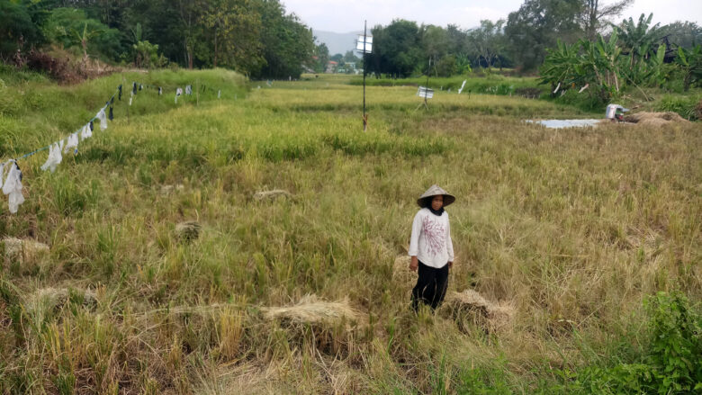 Doni Serang Petani Kuranji Taktakan Kota Serang Merugi Akibat Tanaman Padinya Diserang Hama Wereng 1