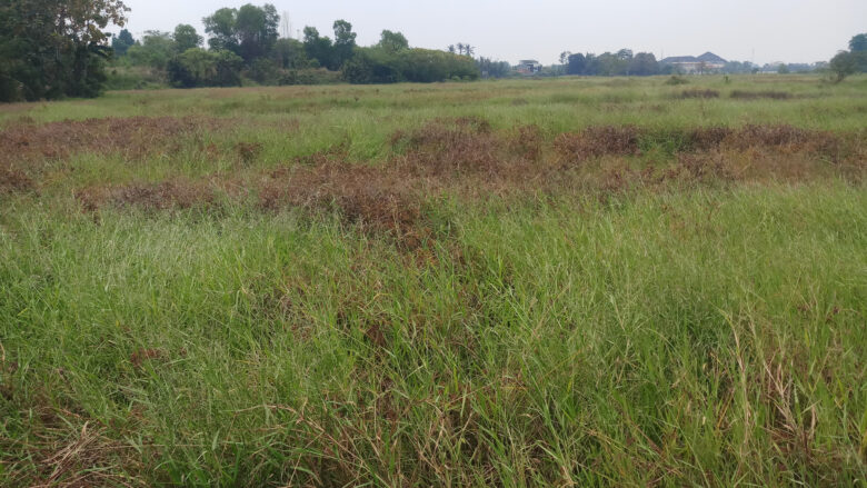 Doni Serang Sawah di Cipocok Jaya Kota Serang Belum Ditamani Padi 1