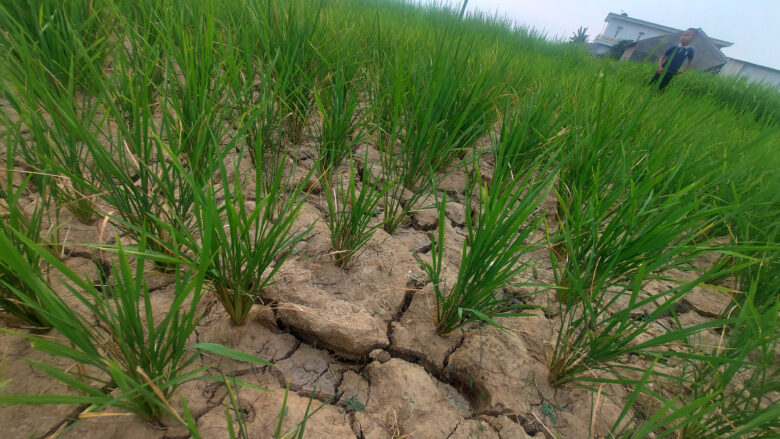 Doni Serang Sawah di Mendaya Carenang Kabupaten Serang Retak Retak Akibat Kekeringan 1