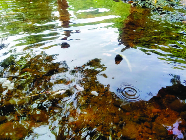 Ribuan Ikan di Sungai Ciujung Mati