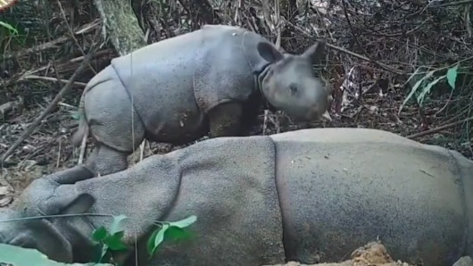 Seekor Badak Jawa Kembali Lahir di TNUK