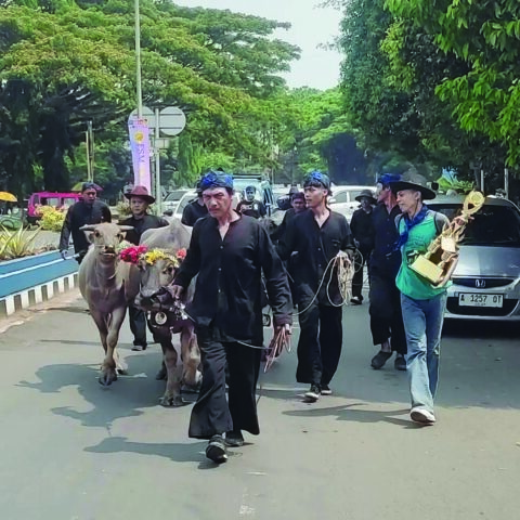 Parade Kerbau Meriahkan Festival Seni Multatuli