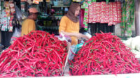 Doni Serang Harga Cabai Merah Keriting Anjlok Rp 25 Ribu 1