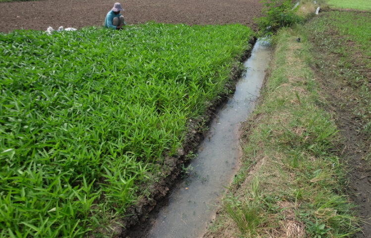 Doni Serang Panen Kangkung 1