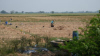 Doni Serang Petani Pilih Tanam Semangka Saat Musim Kemarau 1