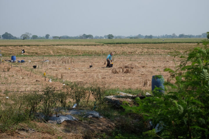 Doni Serang Petani Pilih Tanam Semangka Saat Musim Kemarau 1