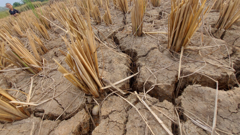 Doni Serang Sawah Kekeringan Hingga Tanah Retak Semakin Meluas 1