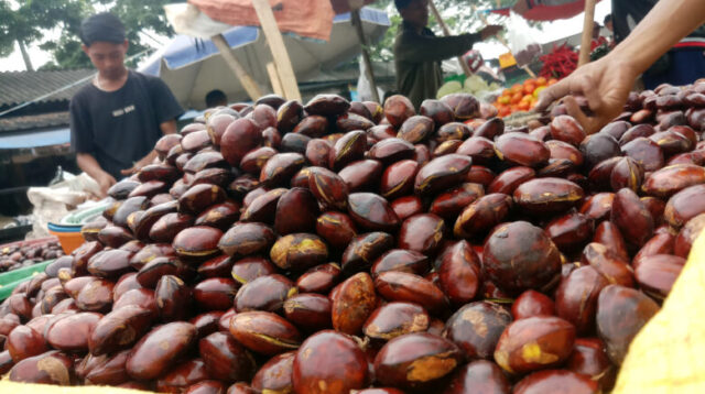 Doni Serang Harga Jengkol Anjlok 1