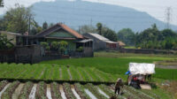 Doni Serang Menamam Tanaman Selingan di Sawah 1