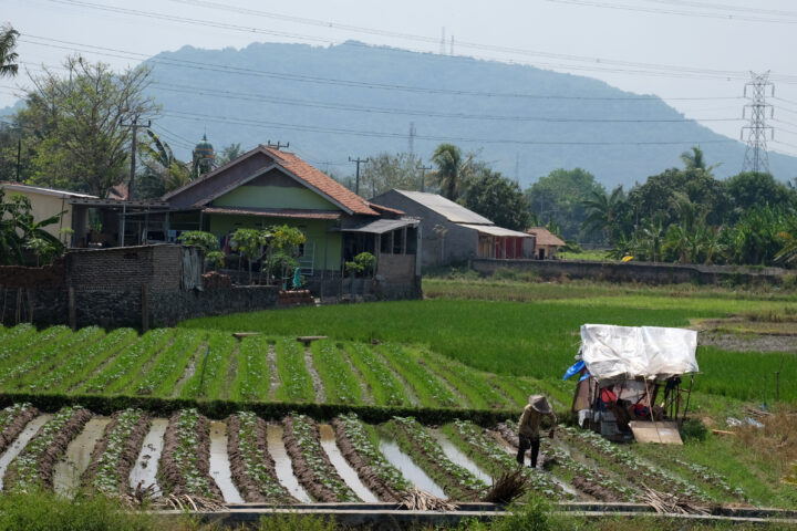 Doni Serang Menamam Tanaman Selingan di Sawah 1