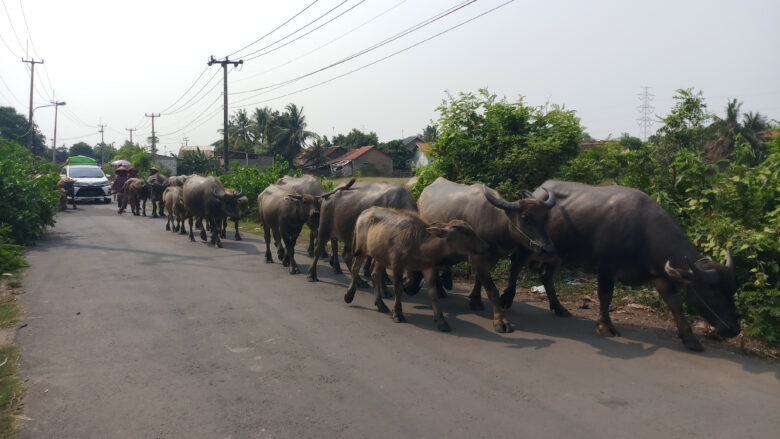 Doni Serang Sawah Jadi Tujuan Bagi Pengembala Hewan Ternak Saat Musim Kemarau 1