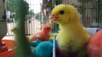 Doni Serang Ayam Warna Warni Dijual Rp 5000 11
