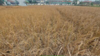 Doni Serang Sawah di Carenang Kabupaten Serang Masih Kekeringan 11