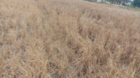 Doni Serang Selama Tiga Bulan Sawah di Carenang Kekeringan 1