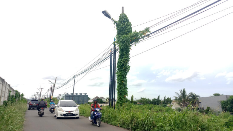 Doni Serang Tiang PJU Ditumbuhi Tanaman Liar 1