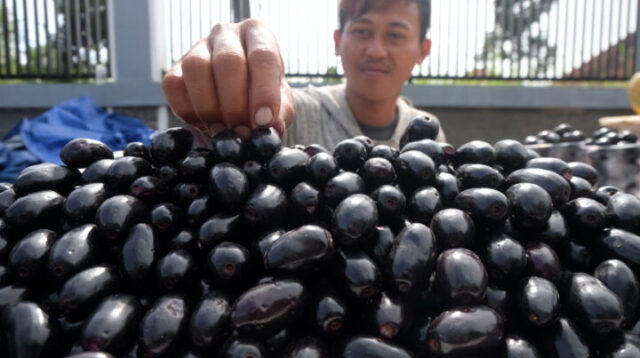 Doni Serang Buah Juwet atau Jamblang Dijual Rp 60 Ribu Per Kilogramnya 1