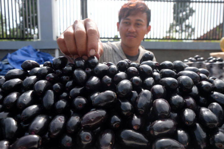 Doni Serang Buah Juwet atau Jamblang Dijual Rp 60 Ribu Per Kilogramnya 1