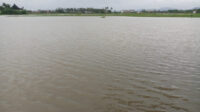 Doni Serang Hektaran Sawah di Kasemen Terendam Banjir 1