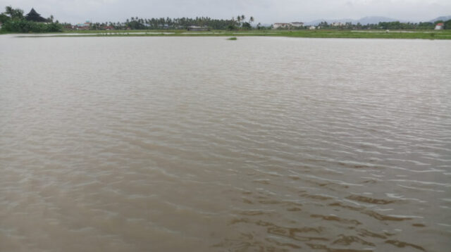 Doni Serang Hektaran Sawah di Kasemen Terendam Banjir 1