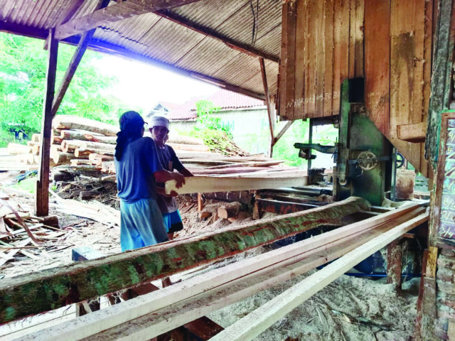 Bisnis Kayu Gelondongan Cuan Rp50 Miliar Per Bulan