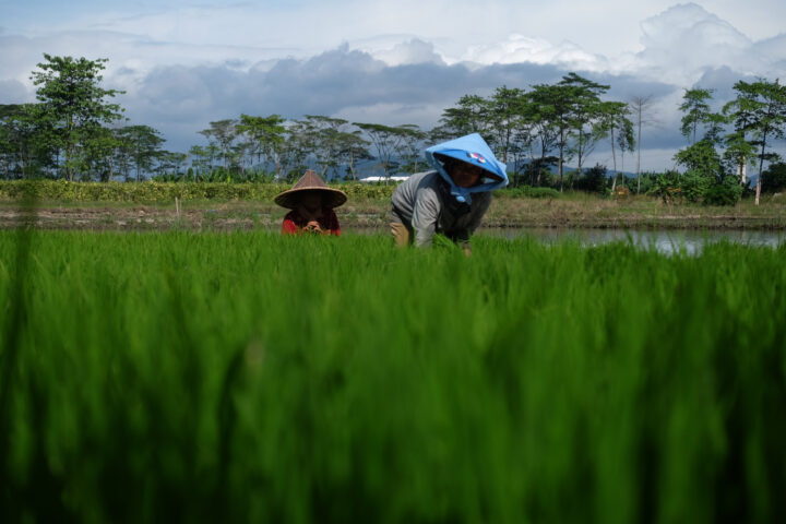 Doni Serang Dua Minggu Panen Bibit Padi 1