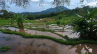 Indahnya Sawah Terasering di Pandeglang Doni Pandeglang Indahnya Sawah Terasering di Pandeglang 1