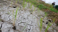 Doni Serang Sawah di Kota Serang Mulai Kekurangan Air 1
