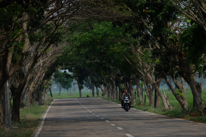 Doni Serang Rindangnya Pepohonan Akses Jalan Banten Lama Tasikardi 1