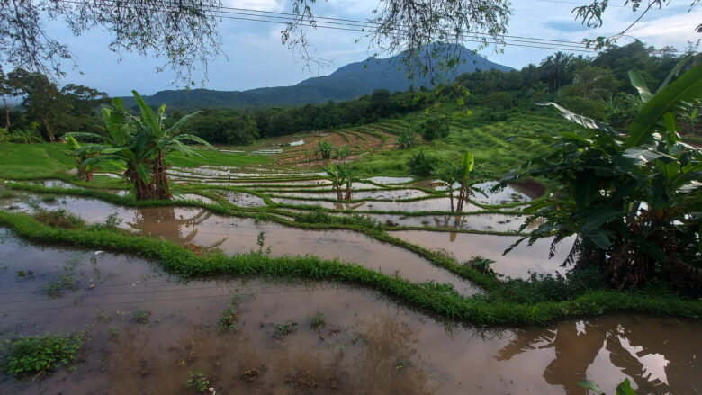 Lahan Pertanian di Lebak dan Pandeglang Diserang Hama