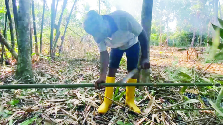 Jelang Agustusan, Pemilik Pohon Bambu Banjir Orderan