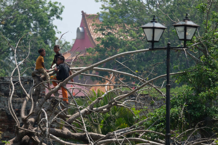 Doni Serang Asiknya Bermain Dibatang Pohon Yang Roboh 1