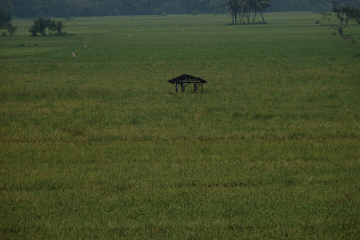Doni Serang Lahan Pertanian Pangan Berkelanjutan Dijamin Aman Meski Lahan Sawah di Kota Serang Susut 1