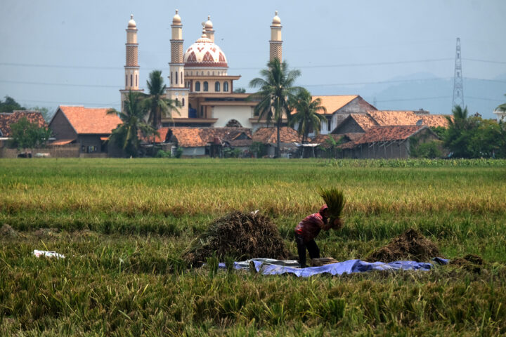 Doni Serang Petani Mulai Memanen Padi Meski Masih Hijau 1
