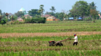 Doni Serang 18.022 Petani di Kota Serang Kasemen dan Taktakan Paling Banyak 1