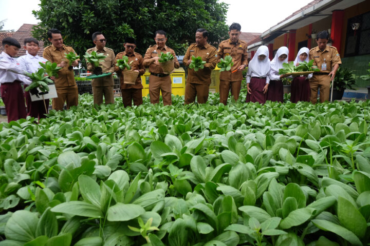 Wakil Walikota Serang Nur Agis Aulia Panen Pokcoy di SDN 5 Banja Doni Serang Wakil Walikota Serang Nur Agis Aulia Panen Pokcoy di SDN 5 Banjarsari 1
