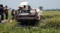 Doni Serang Walikota Serang Budi Rustandi Panen Raya Padi Seluas 2 Hektar 2