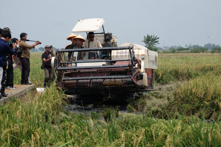 Doni Serang Walikota Serang Budi Rustandi Panen Raya Padi Seluas 2 Hektar 2