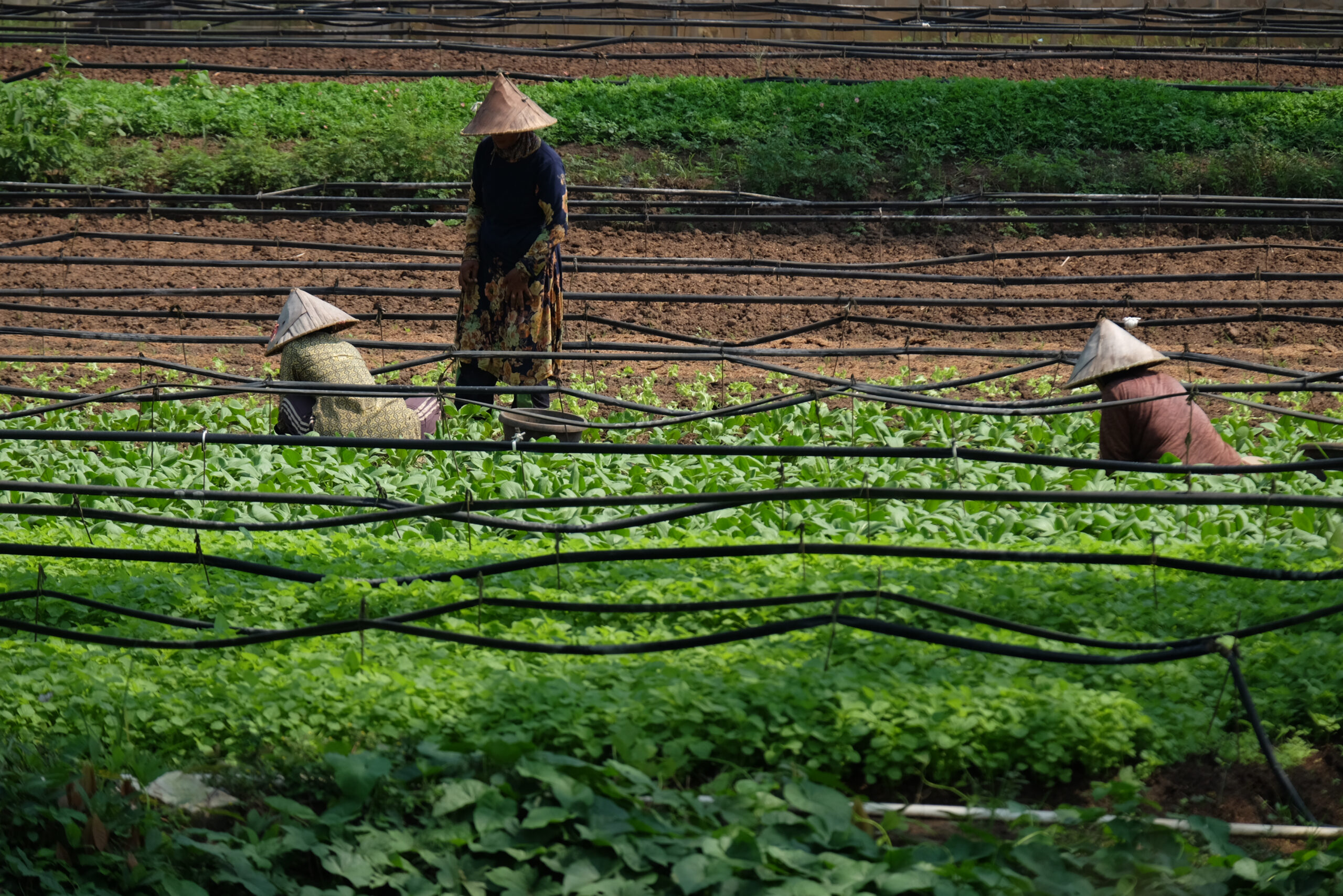Doni Serang Tanam Sayuran Dengan Cara Teknik Irigasi Tetes di Kota Cilegon 1 scaled