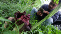 Doni Serang Bunga Bangkai Mekar di Pasir Gadung Taktakan Kota Serang 1