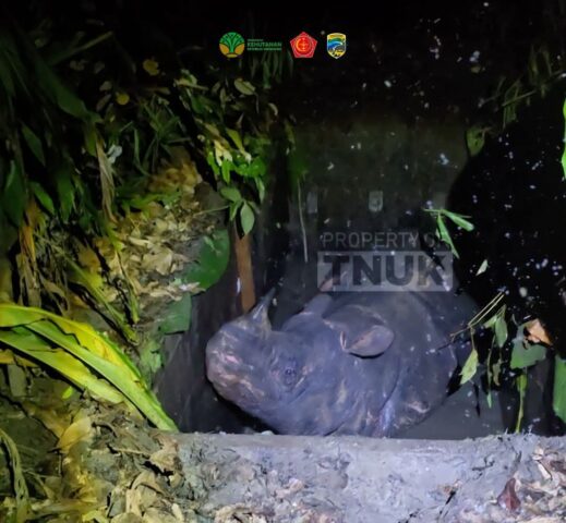 Warga Minta Translokasi Badak Disetop