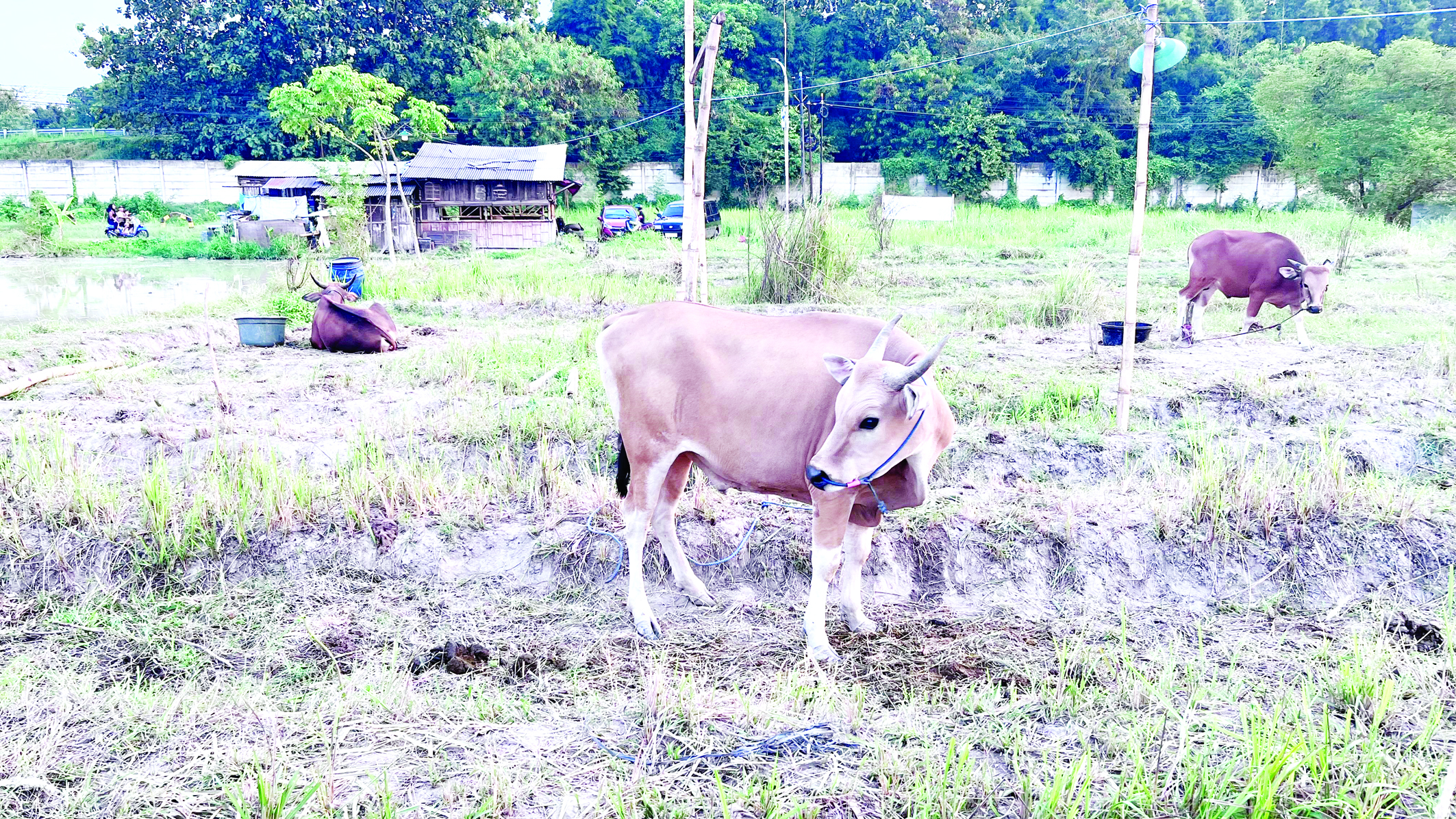 Banten Kekurangan Hewan Kurban