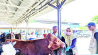 Penjualan Hewan Kurban Lesu