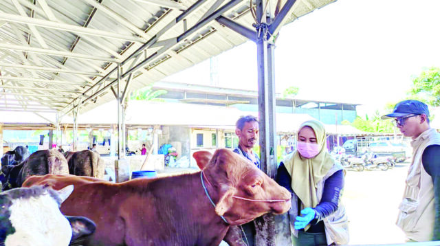 Penjualan Hewan Kurban Lesu