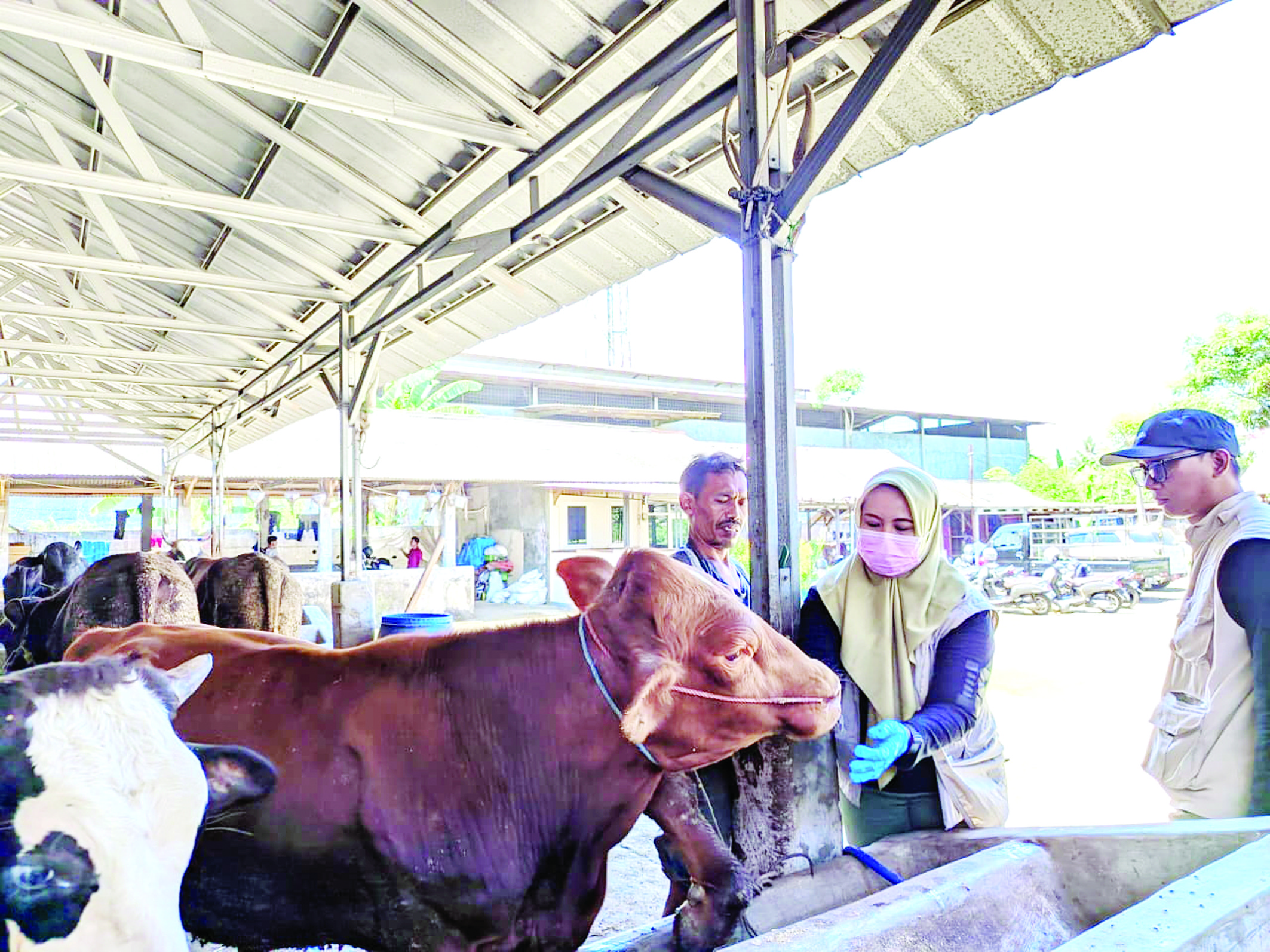 Penjualan Hewan Kurban Lesu