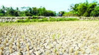 Sawah Puso Capai 288 Hektare Sawah Puso Capai 288 Hektare