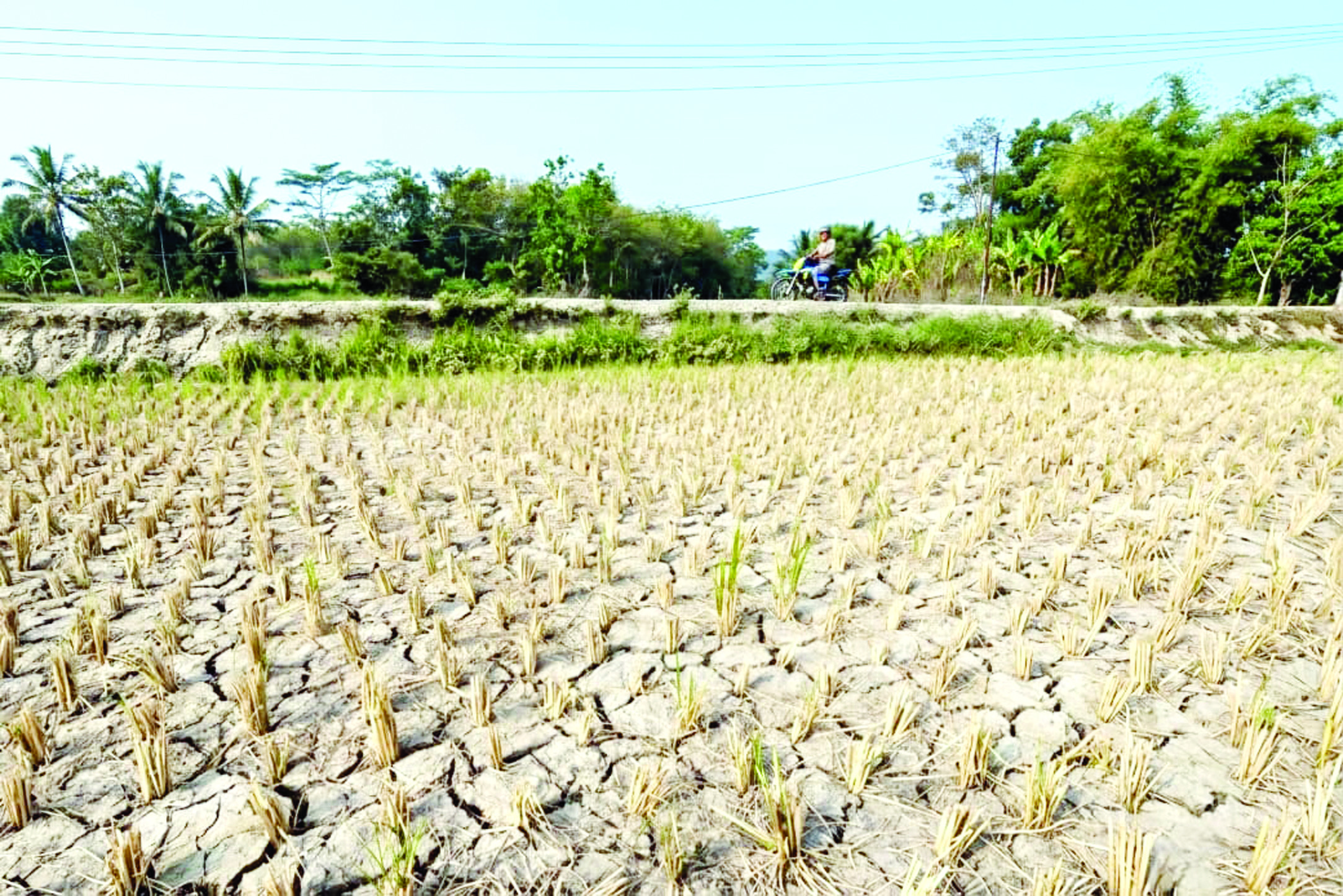 Sawah Puso Capai 288 Hektare