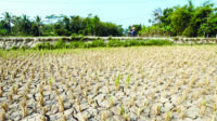 Kekurangan Air, Petani Banten Tunda Tanam Padi